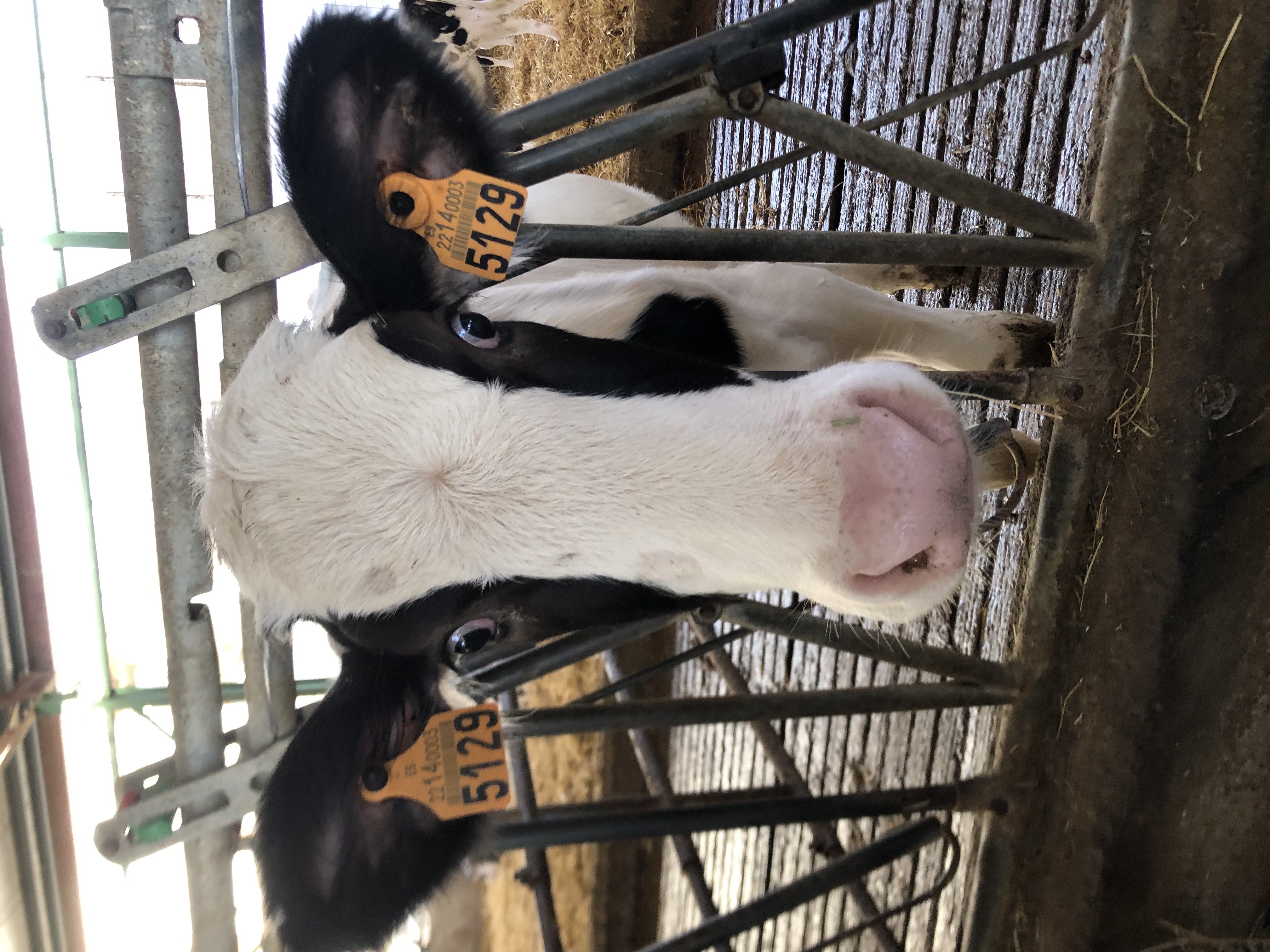 Lacturalera bisita // Visita a Lacturale